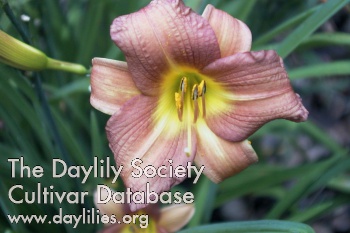 Daylily Terracotta Baby